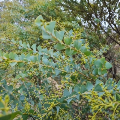 Acacia cultriformis at O'Malley, ACT - 16 Aug 2024 by Mike