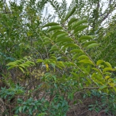 Ligustrum sinense (Narrow-leaf Privet, Chinese Privet) at O'Malley, ACT - 16 Aug 2024 by Mike