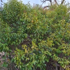 Ligustrum lucidum (Large-leaved Privet) at O'Malley, ACT - 16 Aug 2024 by Mike