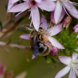 Lasioglossum (Chilalictus) sp. (genus & subgenus) at Florey, ACT - suppressed