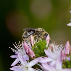 Lasioglossum (Chilalictus) sp. (genus & subgenus) at Florey, ACT - suppressed