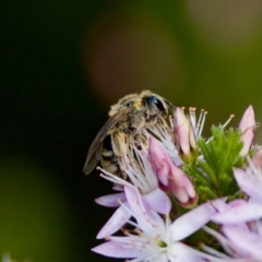 Lasioglossum (Chilalictus) sp. (genus & subgenus) at Florey, ACT - suppressed