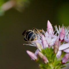 Lasioglossum (Chilalictus) sp. (genus & subgenus) at Florey, ACT - suppressed