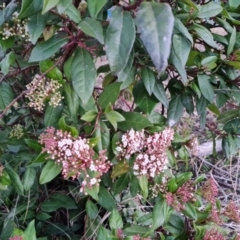 Viburnum tinus at O'Malley, ACT - 16 Aug 2024 by Mike