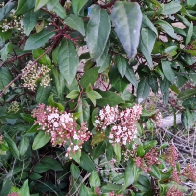 Viburnum tinus at O'Malley, ACT - 16 Aug 2024 by Mike