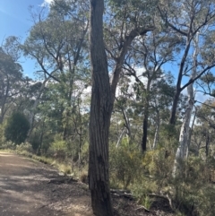 Eucalyptus imitans at O'Connor, ACT - 16 Aug 2024 by Choyster