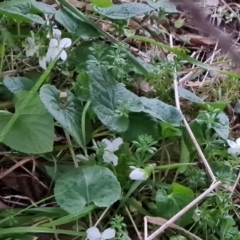 Viola odorata at O'Malley, ACT - 16 Aug 2024 by Mike