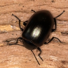 Chalcopteroides cupripennis (Rainbow darkling beetle) at Flynn, ACT - 23 Jul 2024 by kasiaaus