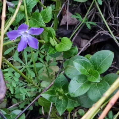 Vinca major at O'Malley, ACT - 16 Aug 2024 by Mike