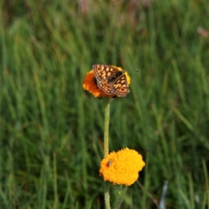 Oreixenica orichora at Munyang, NSW - 20 Jan 2019 09:41 AM