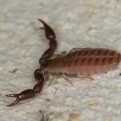 Pseudoscorpiones (order) (False Scorpion, Pseudoscorpion) at Melba, ACT - 23 Jul 2024 by kasiaaus