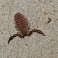 Pseudoscorpiones (order) at Melba, ACT - 23 Jul 2024 03:18 PM