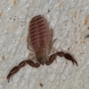 Pseudoscorpiones (order) at Melba, ACT - 23 Jul 2024 03:18 PM