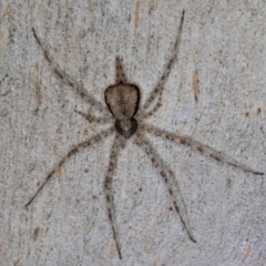 Tamopsis eucalypti (A two-tailed spider) at Melba, ACT - 23 Jul 2024 by kasiaaus