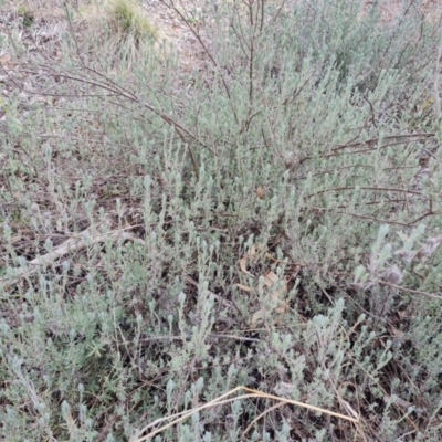 Lavandula stoechas at Isaacs, ACT - 17 Aug 2024 by Mike