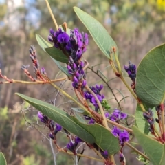 Hardenbergia violacea at Farrer, ACT - 17 Aug 2024 by Mike