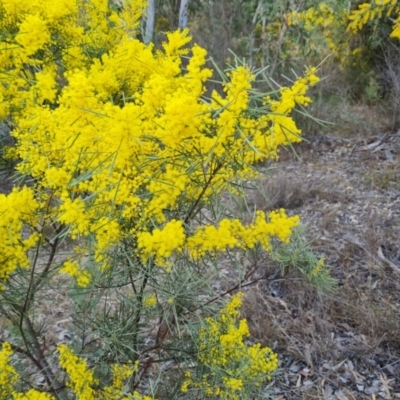 Acacia boormanii at Farrer, ACT - 17 Aug 2024 by Mike