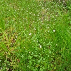 Unidentified Other Wildflower or Herb at Isaacs, ACT - 18 Aug 2024 by Mike