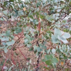 Unidentified Gum Tree at O'Malley, ACT - 19 Aug 2024 by Mike