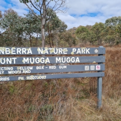 Unidentified Gum Tree at O'Malley, ACT - 19 Aug 2024 by Mike