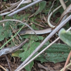 Delma inornata at Monash, ACT - 4 Nov 2023 11:29 AM