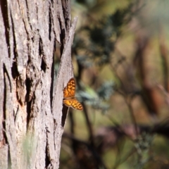 Pyracantha sp. at Chapman, ACT - 19 Aug 2024 by Mike