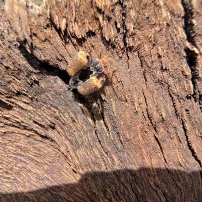 Unidentified True bug (Hemiptera, Heteroptera) at Belconnen, ACT - 18 Aug 2024 by kasiaaus2