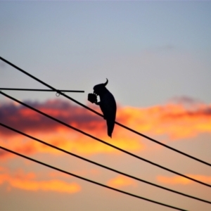 Cacatua galerita at Richardson, ACT - 12 Apr 2019 06:44 PM