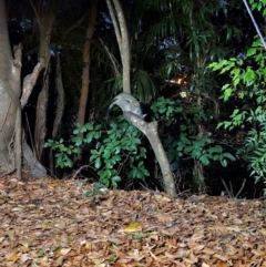 Trichosurus vulpecula (Common Brushtail Possum) at Knuckey Lagoon, NT - 23 Jul 2024 by AliClaw