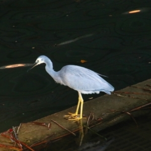 Egretta novaehollandiae at Kingston, ACT - 24 Apr 2019