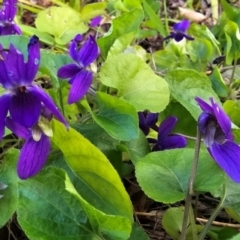 Viola sp. at Melba, ACT - 21 Aug 2024 by kasiaaus2