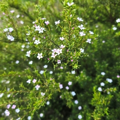 Pimelea flava at Melba, ACT - 21 Aug 2024 by kasiaaus2