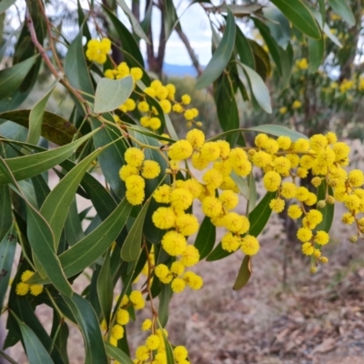 Acacia pycnantha at Kambah, ACT - 19 Aug 2024 by Mike