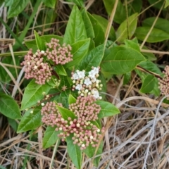 Viburnum tinus at Kambah, ACT - 19 Aug 2024 by Mike