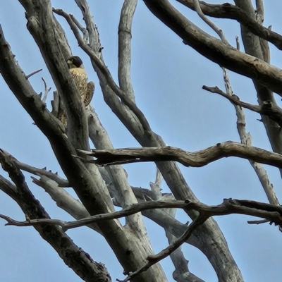 Ligustrum lucidum at Kambah, ACT - 19 Aug 2024 by Mike