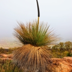 Acacia melanoxylon at Kambah, ACT - 19 Aug 2024 by Mike