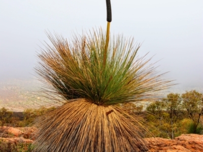 Xanthorrhoea quadrangulata (Yacka) at Flinders Ranges, SA - 7 Jun 2019 by MB