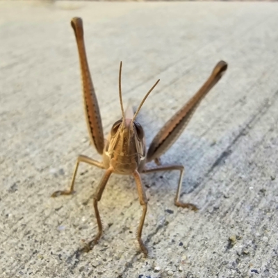 Unidentified Grasshopper (several families) at Bruce, ACT - 26 Aug 2024 by kasiaaus2