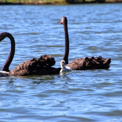 Cygnus atratus (Black Swan) at Kingston, ACT - 20 Oct 2019 by MB