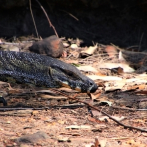 Varanus varius at Tallong, NSW - 23 Oct 2019