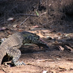 Varanus varius at Tallong, NSW - 23 Oct 2019