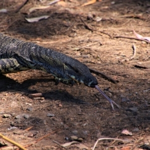 Varanus varius at Tallong, NSW - 23 Oct 2019