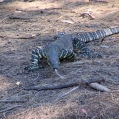 Varanus varius at Tallong, NSW - 23 Oct 2019