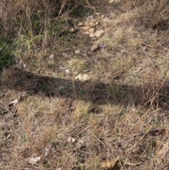 Equus caballus at Watson, ACT - suppressed