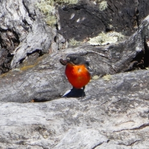 Petroica phoenicea at Rendezvous Creek, ACT - 13 Nov 2019 02:55 PM