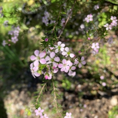 Coleonema pulchellum at Melba, ACT - 6 Sep 2024 by kasiaaus2