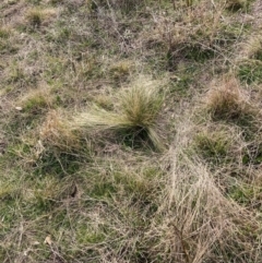 Nassella trichotoma at Watson, ACT - 24 Jul 2024