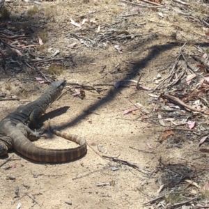 Varanus rosenbergi at Mount Clear, ACT - suppressed