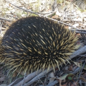 Tachyglossus aculeatus at Mount Clear, ACT - 27 Nov 2019