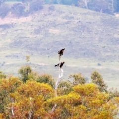 Aquila audax at Theodore, ACT - 14 Jan 2019